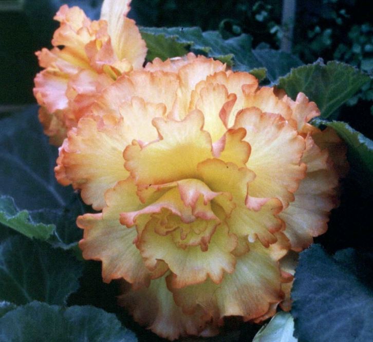 B. ‘Jamboree’